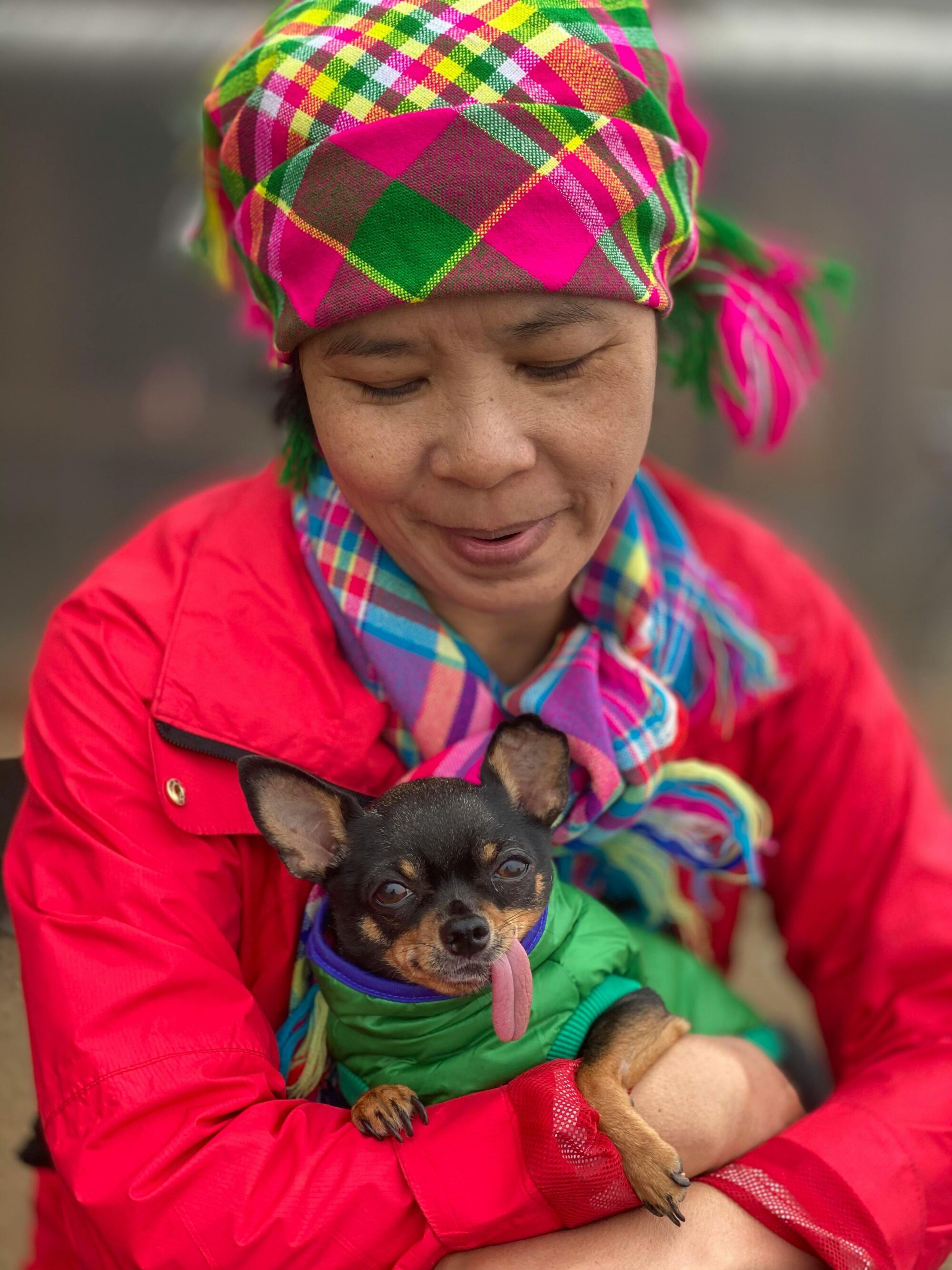 Chihuahua smiling in fall sweater promoting good dental health