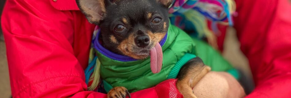Chihuahua smiling in fall sweater promoting good dental health